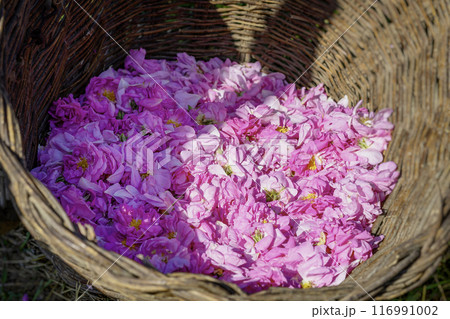 Close-up of wicker basket with pink rose flowers 116991002