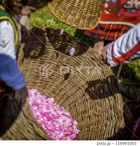 Close-up of wicker basket with rose petals. Rose Festival in Bulgaria Close-up of wicker basket with rose petals. Rose Festival in Bulgaria 116991003