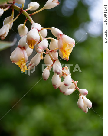 月桃の苞と蕾と花びら 116991141