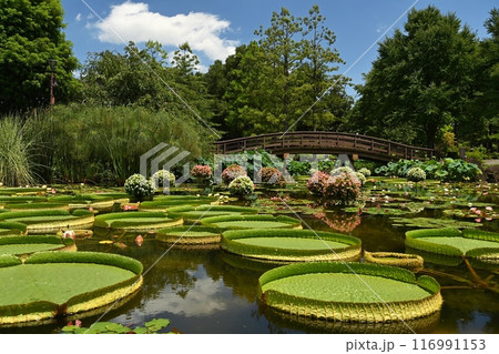 草津市立水生植物公園みずの森 草津市立水生植物公園みずの森 116991153