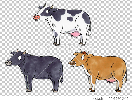 Cow set (dairy cow, black cow, jersey cow) Cow set (dairy cow, black cow, jersey cow) 116991242