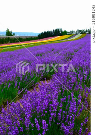 富良野のラベンダー畑 116991248