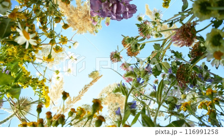 Meadow flowers in bloom moving in the wind with blue sky , down top view Meadow flowers in bloom moving in the wind with blue sky , down top view 116991258