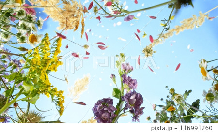 Meadow flowers in bloom moving in the wind with blue sky , down top view Meadow flowers in bloom moving in the wind with blue sky , down top view 116991260