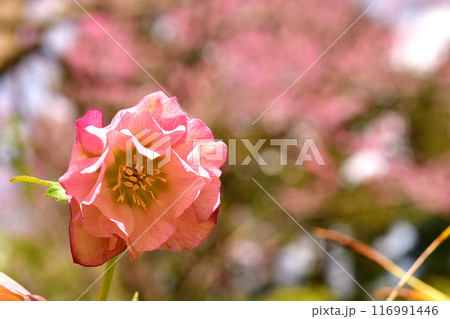 クリスマスローズ クリスマスローズ 116991446