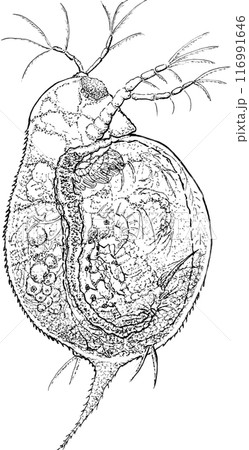 背に卵を持ったミジンコは単眼です。 背に卵を持ったミジンコは単眼です。 116991646
