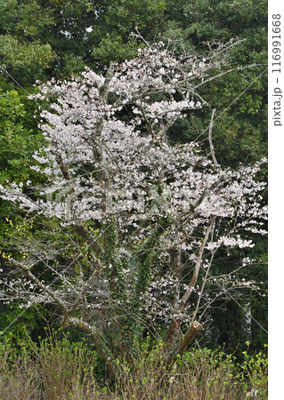 京都府立植物園のサクラ 京都府立植物園のサクラ 116991668