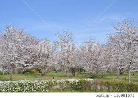 京都府立植物園の桜と雪柳 116991673