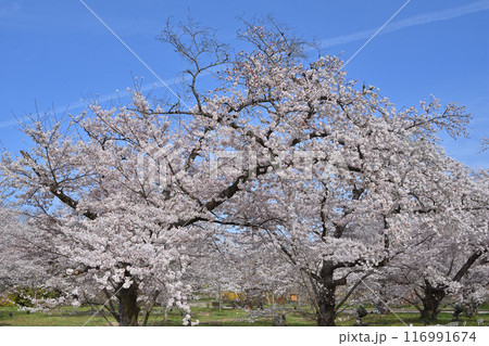 京都府立植物園のサクラ 116991674