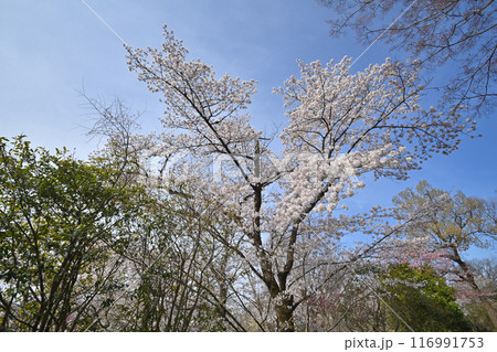 京都府立植物園のサクラ 116991753