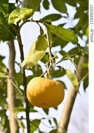 京都府立植物園のザボン 116992087