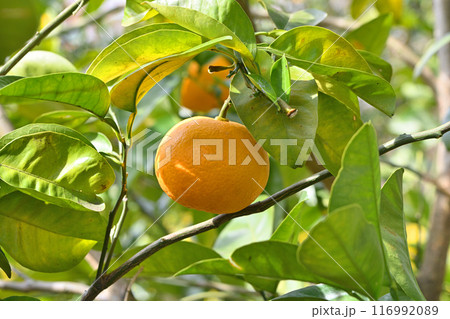 京都府立植物園のハッサク 116992089
