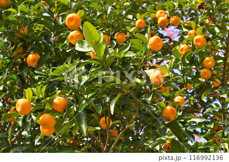 京都府立植物園のタチバナ 116992136