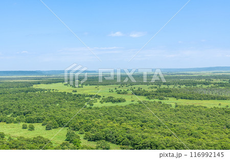 夏の北海道　人気の観光地　世界自然遺産に登録されている釧路湿原国立公園 116992145
