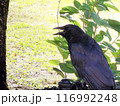 夏の日の公園で口を開ける一羽のカラス 116992248