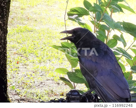 夏の日の公園で口を開ける一羽のカラス 116992248