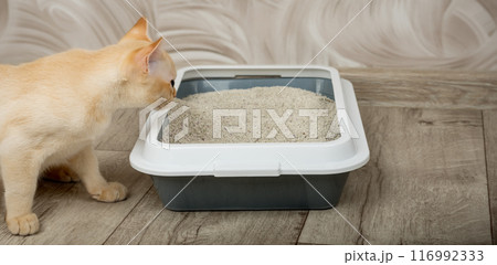 Burmese red kitten in a tray on the floor. 116992333