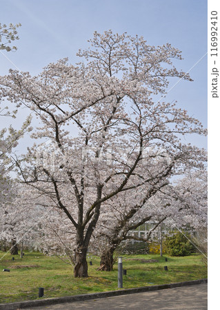 京都府立植物園のサクラ 116992410