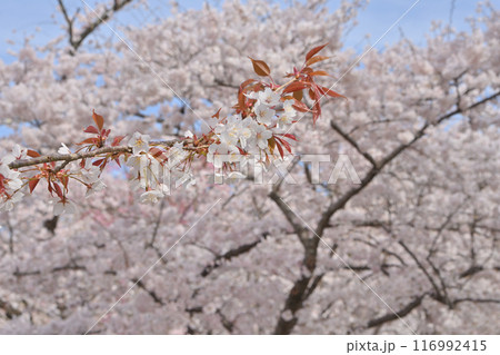 京都府立植物園のサクラ 116992415