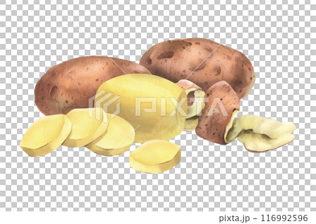 Red potatoes in skins, whole, peeled, with a spiral of peelings. Watercolor illustration, hand-drawn on the theme of harvest, cooking, food, vegetable shop. Composition isolated from background Red potatoes in skins, whole, peeled, with a spiral of peelings. Watercolor illustration, hand-drawn on the theme of harvest, cooking, food, vegetable shop. Composition isolated from background 116992596