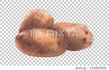 Red potatoes in brown skins, a pile of whole tubers. Watercolor illustration, hand-drawn on the theme of harvest, cooking, food, packaging, vegetable shop design. Element isolated from background Red potatoes in brown skins, a pile of whole tubers. Watercolor illustration, hand-drawn on the theme of harvest, cooking, food, packaging, vegetable shop design. Element isolated from background 116992600