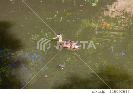 City ducks in sunny City ducks in sunny 116992655