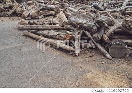 流木の仮置き場 流木の仮置き場 116992796