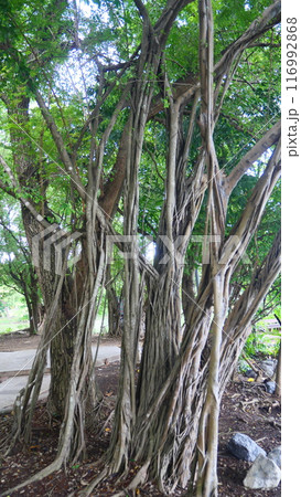 The tree trunk has a unique and beautiful shape 116992868