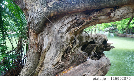 The tree trunk has a unique and beautiful shape 116992870