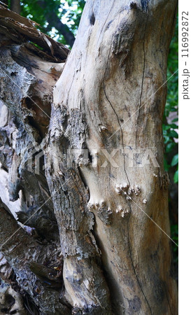 The tree trunk has a unique and beautiful shape 116992872
