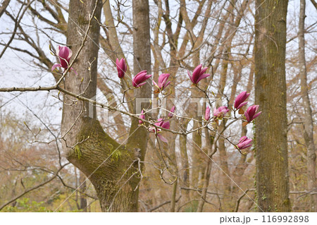 京都府立植物園の紫木蓮 116992898