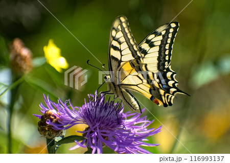 On sunny summer day beautiful yellow butterfly sits on bright pink flower side view on blurred background of nature 116993137