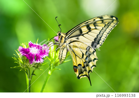 On sunny summer day beautiful yellow butterfly sits on bright pink flower side view on blurred background of nature 116993138