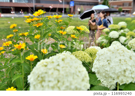 横浜新港中央広場に咲く花と日傘をさす女性 116993240