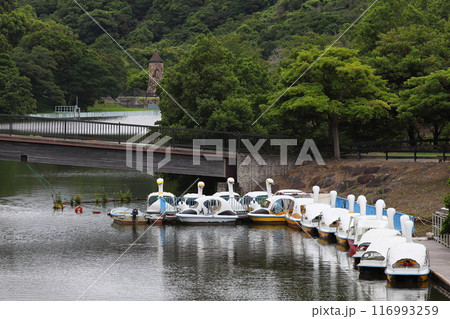 池にある沢山のハクチョウボート 池にある沢山のハクチョウボート 116993259