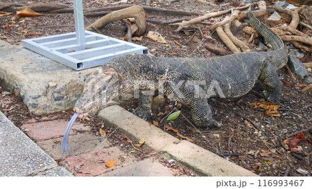 Water monitor crawling on the ground 116993467