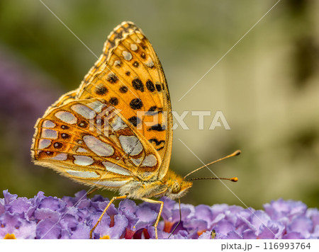 Queen of spain fritillary resting on buddleia flower 116993764