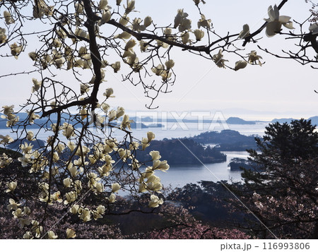春の西行戻しの松公園に咲くコブシから松島湾を臨む 春の西行戻しの松公園に咲くコブシから松島湾を臨む 116993806
