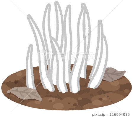 シロソウメンタケ 116994056