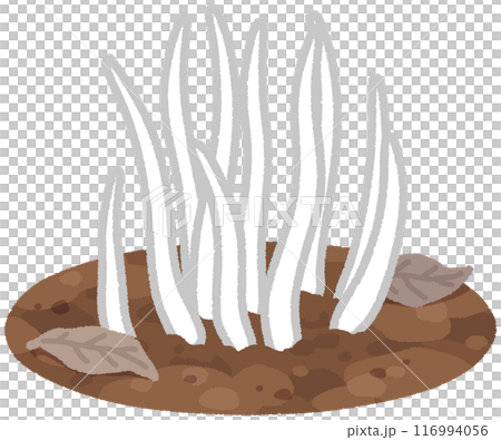 シロソウメンタケ 116994056