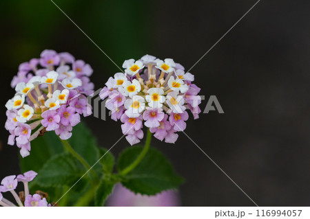 ランタナの花02 116994057