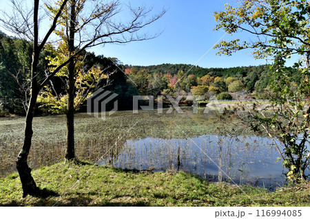 紅葉のある風景、秋の公園 116994085
