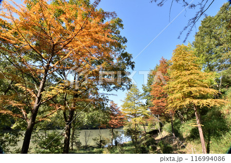 紅葉のある風景、秋の公園 116994086