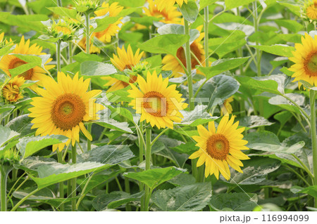 夏の畑に花を咲かせるヒマワリ 116994099