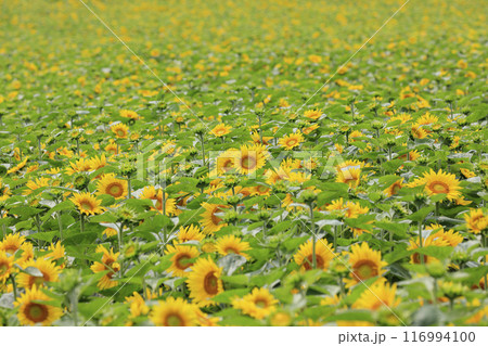夏の畑に花を咲かせるヒマワリ 116994100