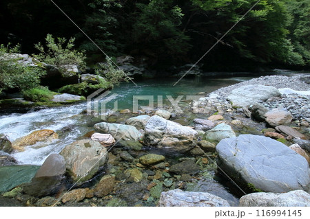 祖谷川 夏の景観 (徳島県 奥祖谷) 祖谷川 夏の景観 (徳島県 奥祖谷) 116994145