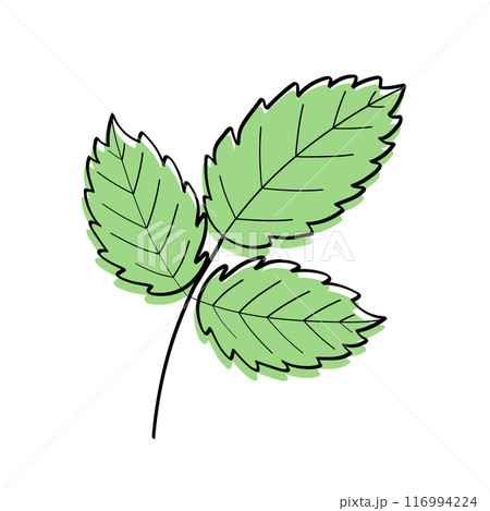 Strawberry leaf sketch icon. Vector illustration of a cartoon plant leaf. Isolate on white. Strawberry leaf sketch icon. Vector illustration of a cartoon plant leaf. Isolate on white. 116994224