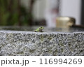 手水舎に佇むアマガエル 116994269