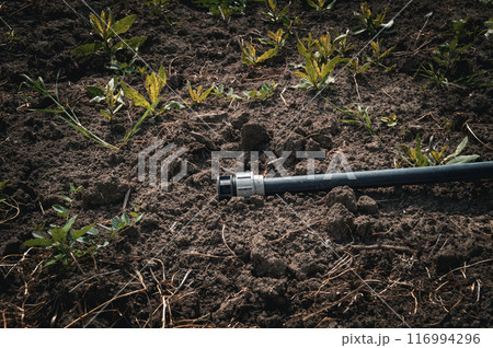 Garden Hose Lying on Soil with Emerging Plants. High quality photo 116994296