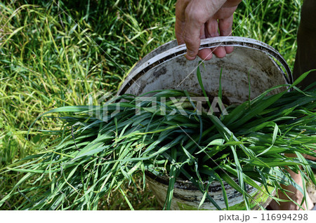 Hand Holding a Bucket Filled with Freshly Cut Grass in a Field. High quality photo 116994298